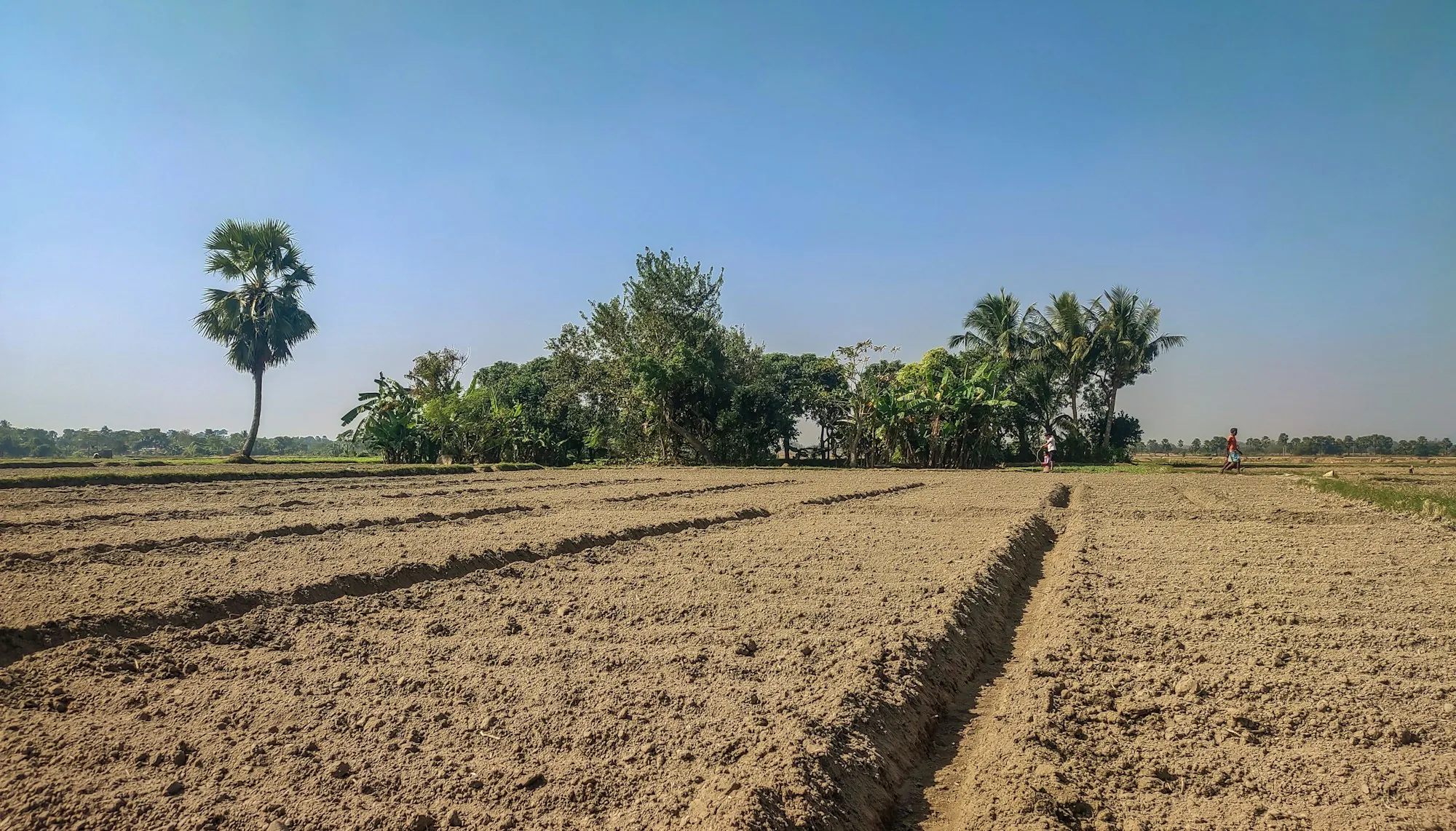 Plowed dirt field with furrows beside a row of trees, illustrating buying an orchard property near Terra Bella
