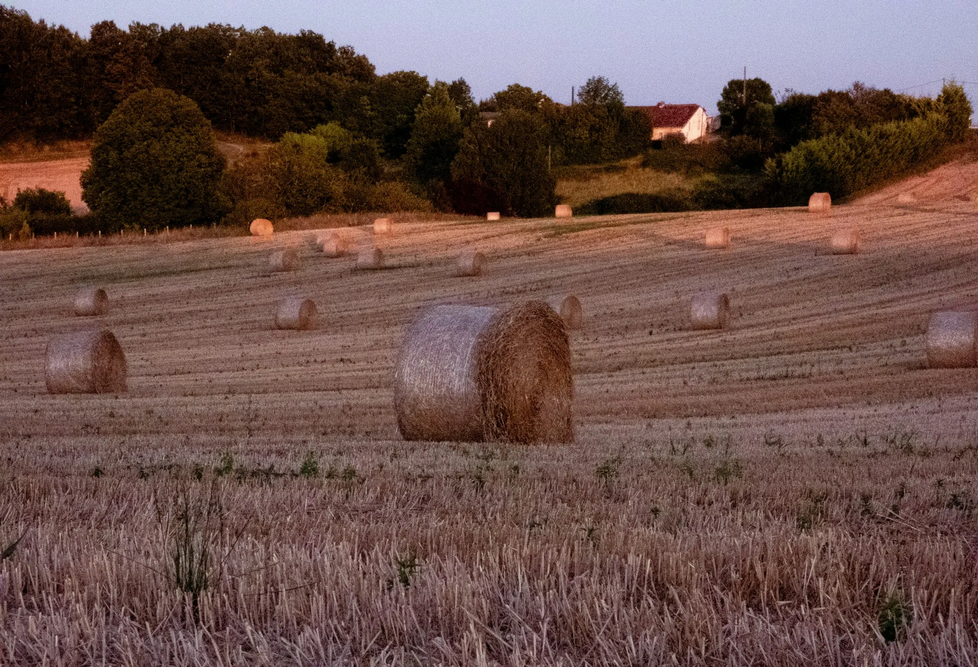 Round hay bales in a harvested field at dusk